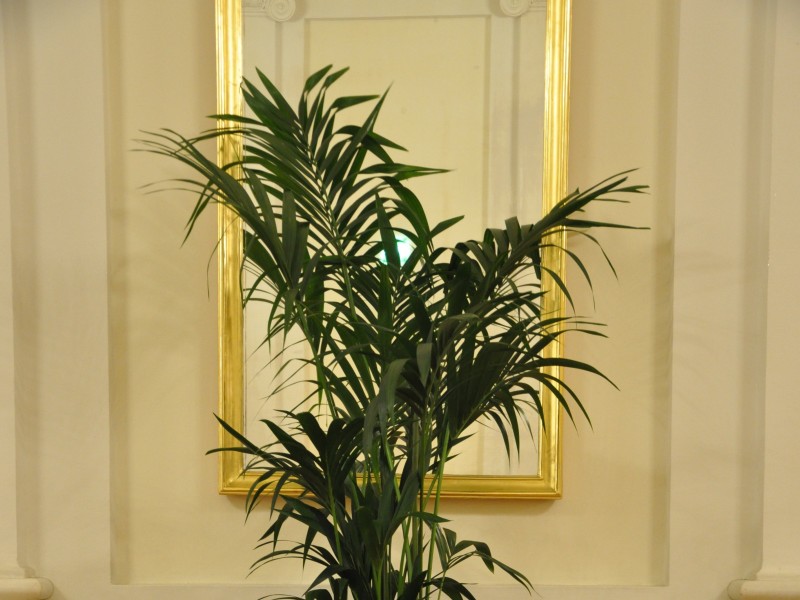Toifl Blumen
